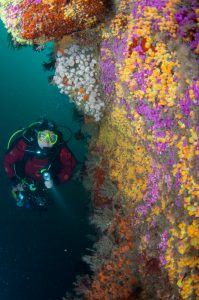 Diving on a local reef wall