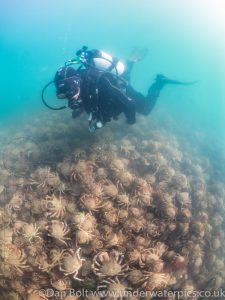Spider Crab Aggregation